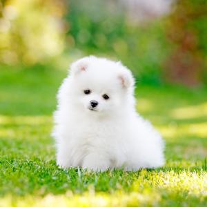 doggie