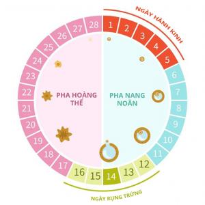 chu ky kinh nguyet