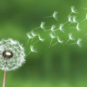 Dandelion releasing seeds